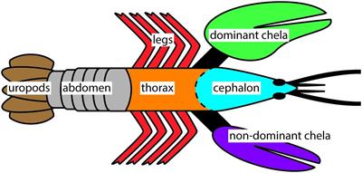 Composition Systematics in the Exoskeleton of the American Lobster, Homarus americanus and Implications for Malacostraca